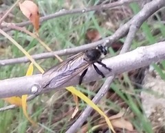 Promachus painteri