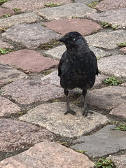 Corvus monedula