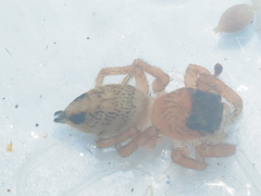 Evarcha flavocincta