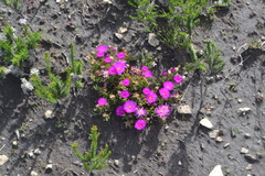 Lampranthus ceriseus