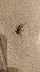 Trichoferus holosericeus