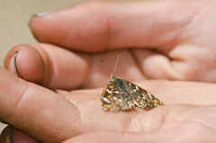 Phyciodes pulchella