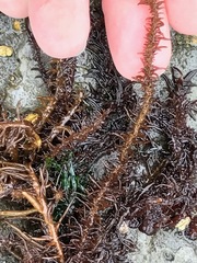 Cumagloia andersonii