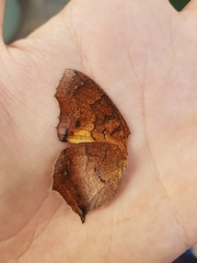 Catacroptera cloanthe