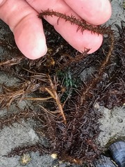 Cumagloia andersonii