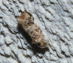 Celypha flavipalpana