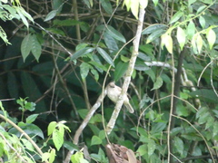 Rubigula erythropthalmos