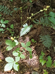 Agrimonia microcarpa