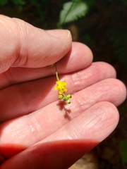 Agrimonia microcarpa