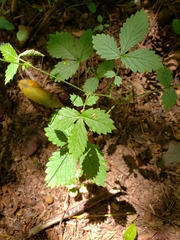 Agrimonia microcarpa