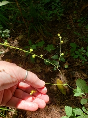 Agrimonia microcarpa