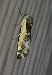 Tarache augustipennis