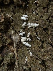 Schizophyllum commune