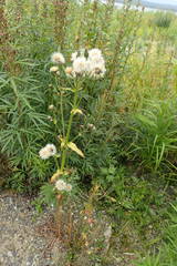 Picris japonica kamtschatica