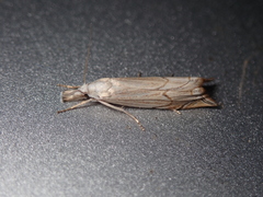 Metacrambus carectellus