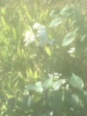 Lysimachia clethroides