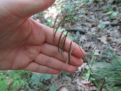 Borodinia canadensis