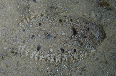 Pardachirus hedleyi