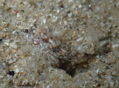 Nesogobius
