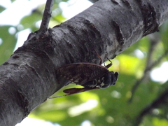 Graptopsaltria nigrofuscata