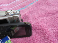 Lygodactylus mombasicus