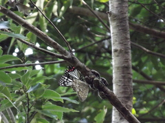 Neope goschkevitschii