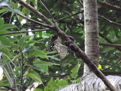 Neope goschkevitschii