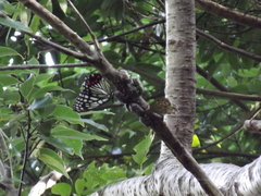 Neope goschkevitschii