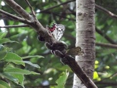 Neope goschkevitschii