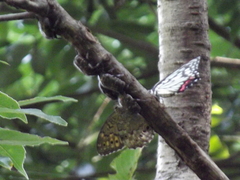 Neope goschkevitschii