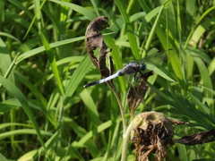 Orthetrum albistylum