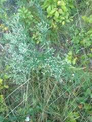 Eupatorium torreyanum