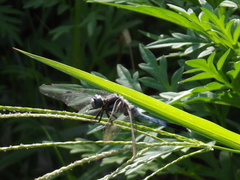 Orthetrum albistylum