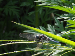 Orthetrum albistylum