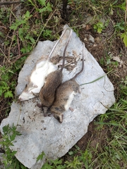 Niviventer confucianus