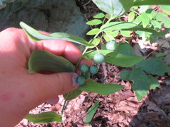 Polygonatum biflorum biflorum