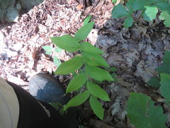 Polygonatum biflorum biflorum