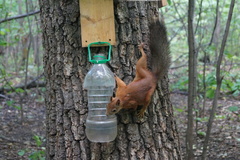 Sciurus vulgaris