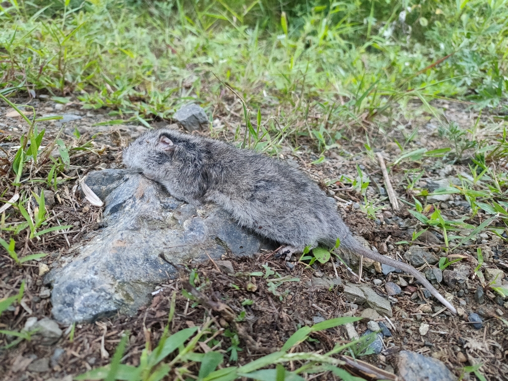 Greater Long-tailed Hamster