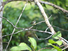Dicaeum trigonostigma