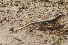 Acanthodactylus