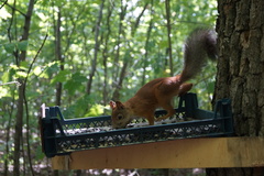 Sciurus vulgaris