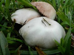 Agaricus