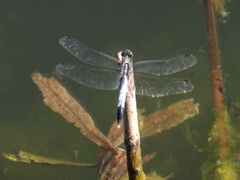 Orthetrum albistylum
