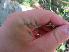 Linum virginianum
