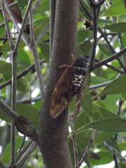 Graptopsaltria nigrofuscata