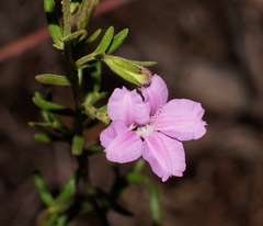 Coopernookia barbata
