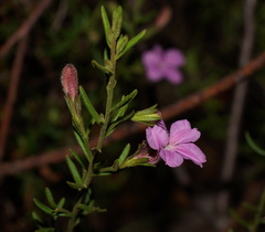Coopernookia barbata