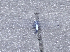 Orthetrum albistylum