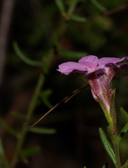 Coopernookia barbata